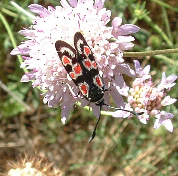 Zygaena lonicerae